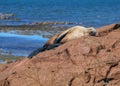 Sea Ã¢â¬â¹Ã¢â¬â¹lion on the beach of patagonia Royalty Free Stock Photo